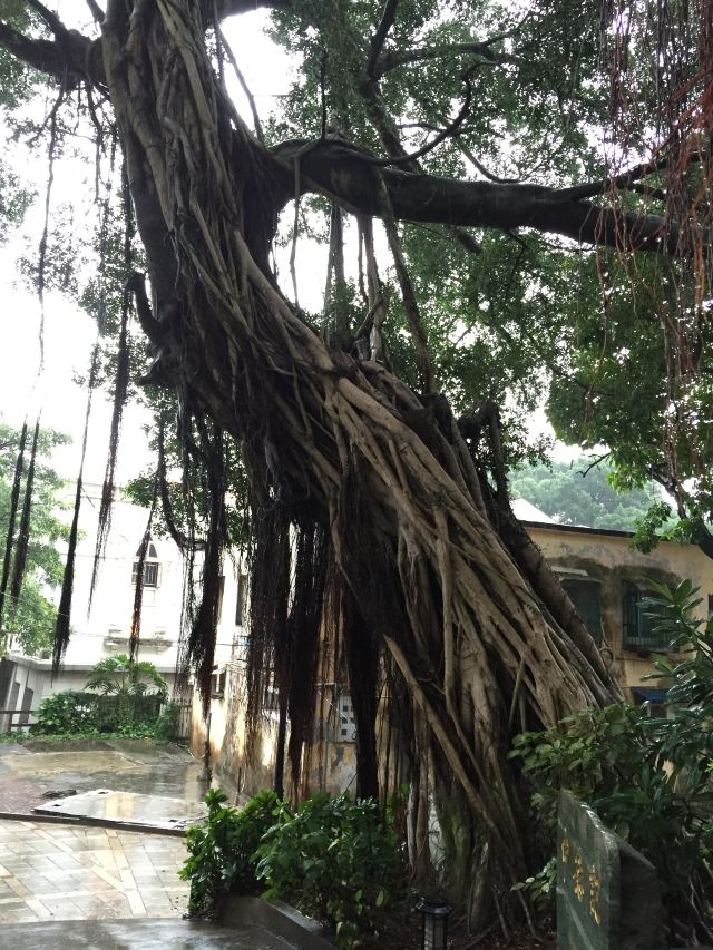 厦门鼓浪屿,小资味道浓厚的地方(三)