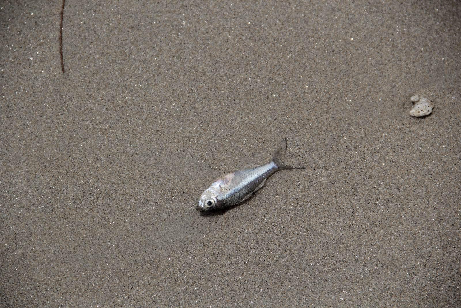 被冲上岸的小鱼. 芭东海滩