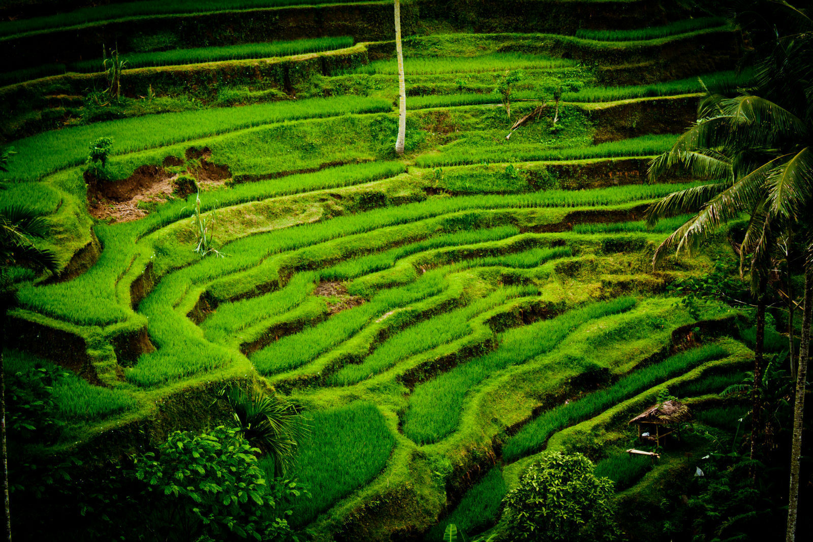 我们的甜蜜巴厘岛蜜月行