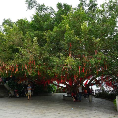 广东河源2天1晚跟团游记(万绿湖,镜花缘,桂山,巴伐利亚庄园…小田木