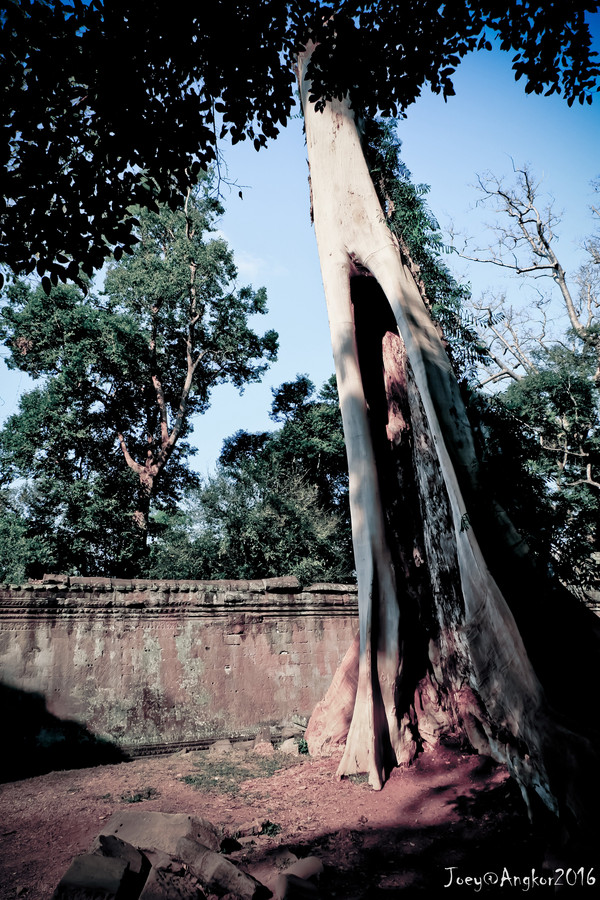 紧紧缠绕寺庙建筑的树叫吉贝树,根系既粗又壮,与塔