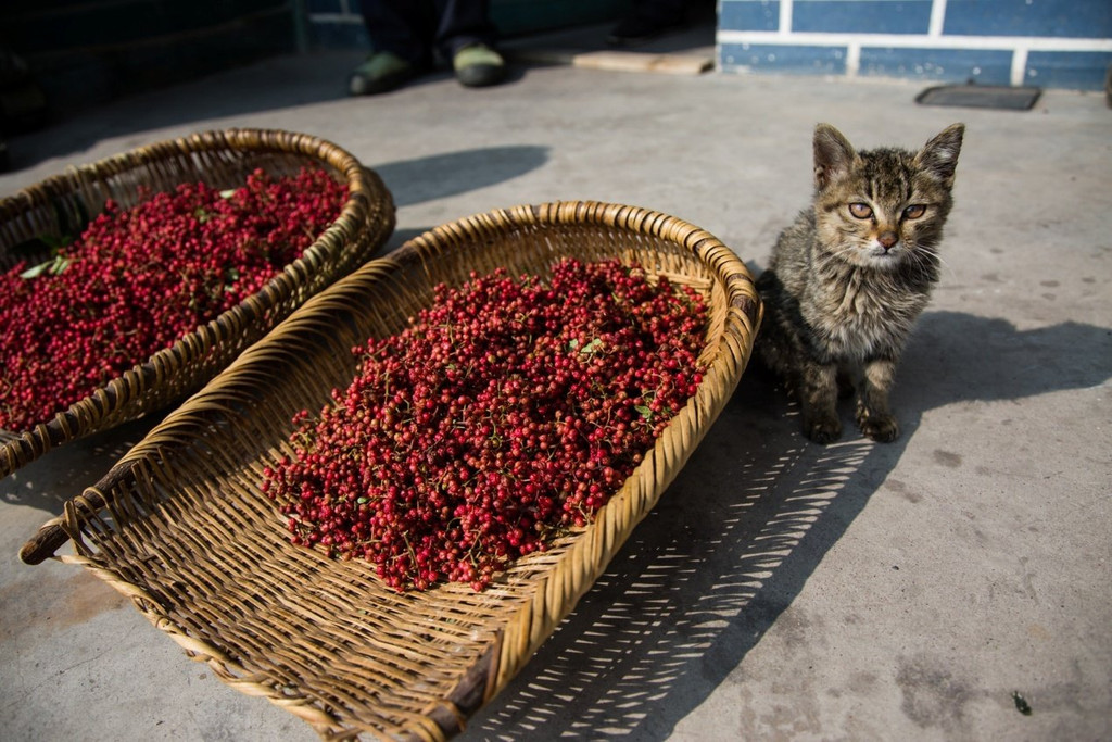 老人为我们唱了一首《晒花椒》:"太阳出来辣焦焦,情妹妹出来晒花椒.