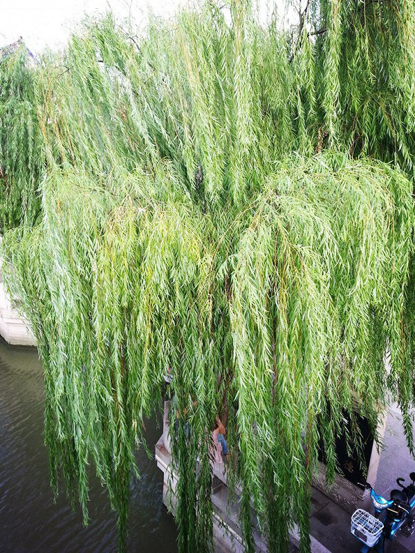 最值得买回家的外, 一路也可以买点小吃走走停停, 比如3元4块的臭豆腐