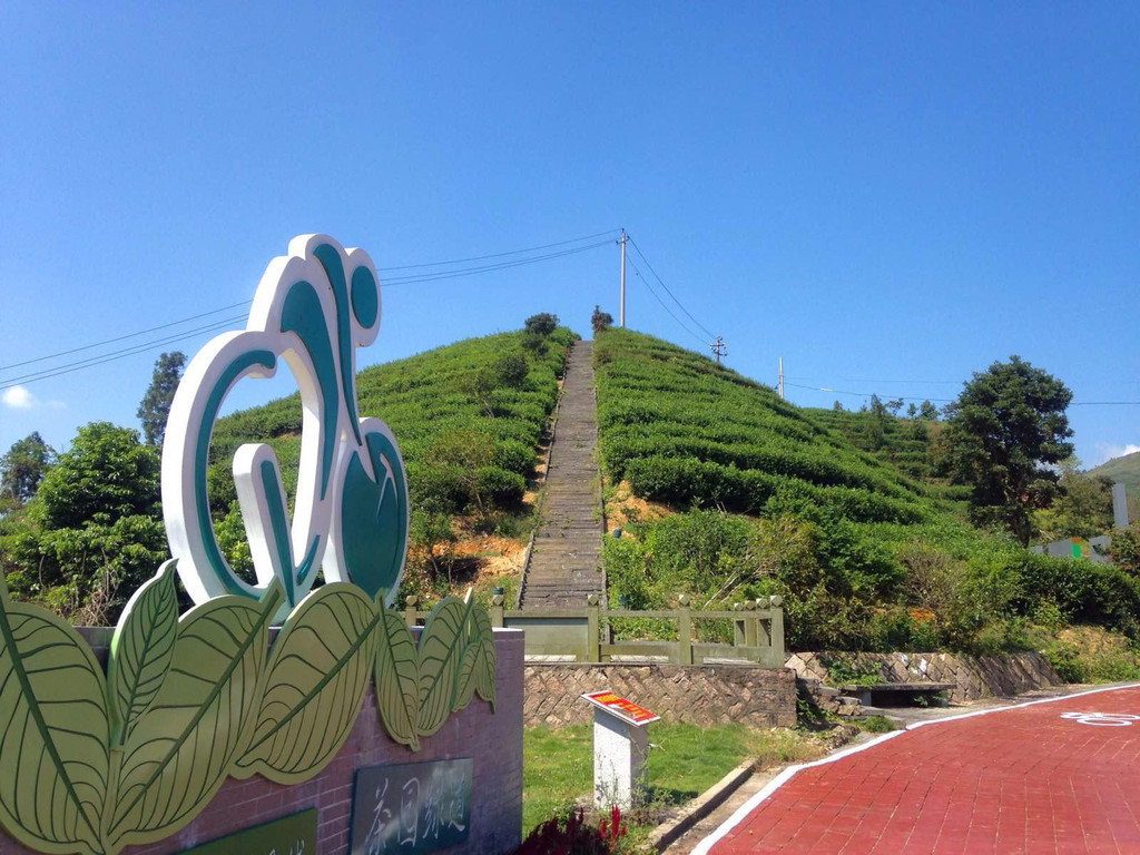中国最美茶园--五凤香茗园游记
