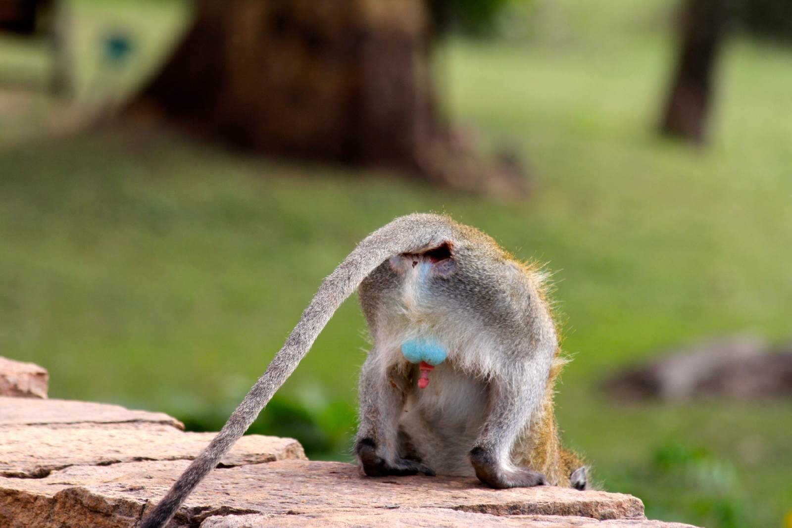 调皮的臭猴子.不过看着还多乖的.