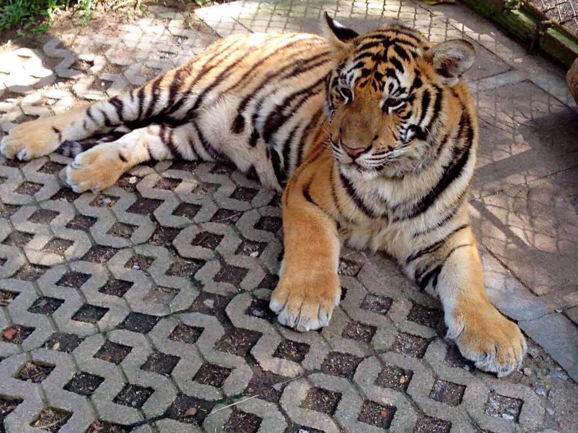 若是你到小城来--清迈故事