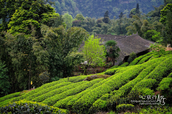 【四川】花楸山 世外茶园 - 邛崃游记攻略【携程攻略】