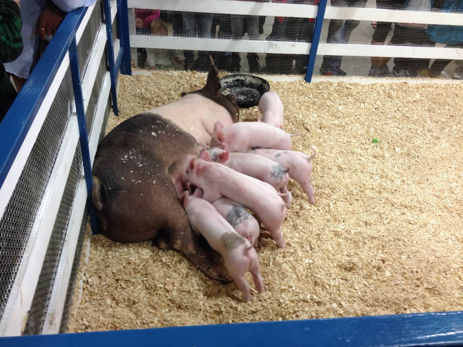 小猪吃奶 west springfield