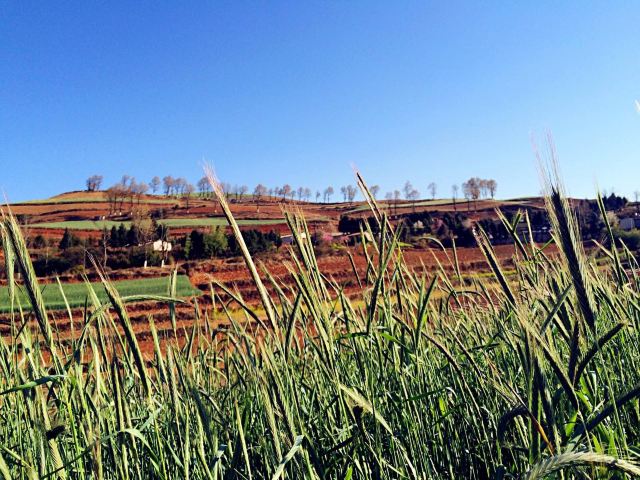 青稞,我一度以为是小麦 东川红土地