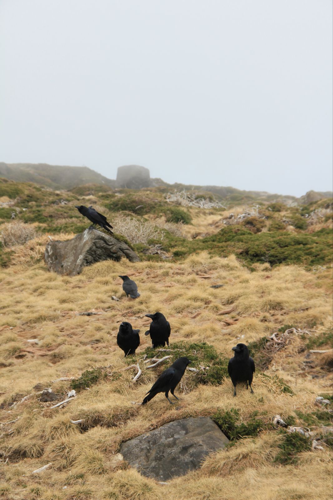 乌鸦,配合着雾气虚无缥缈反而更凸显了山顶的神秘气氛.