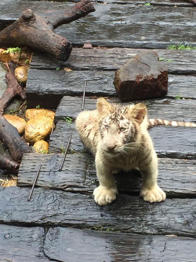 户外的小家伙们,刚被雨淋了个落汤鸡 百虎园