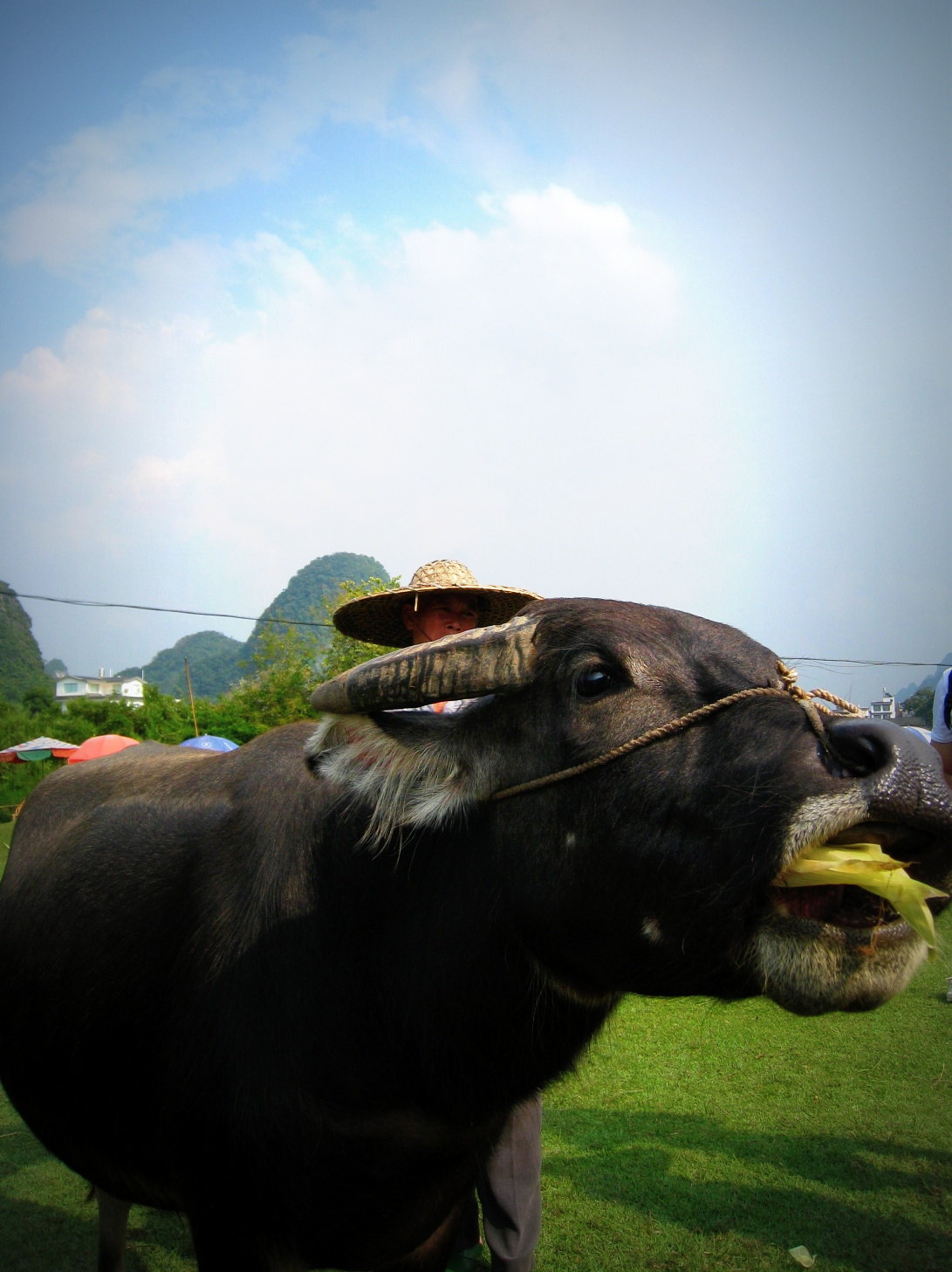第一次近距离接触水牛,原来好温顺啊,身上黑毛有好看的四个旋. 遇龙河