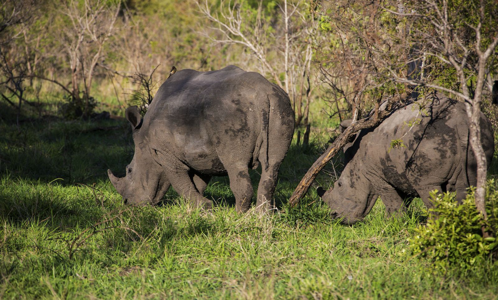 果然第一次safari不到半个小时就找到了路边悠闲吃草的白犀牛两只!