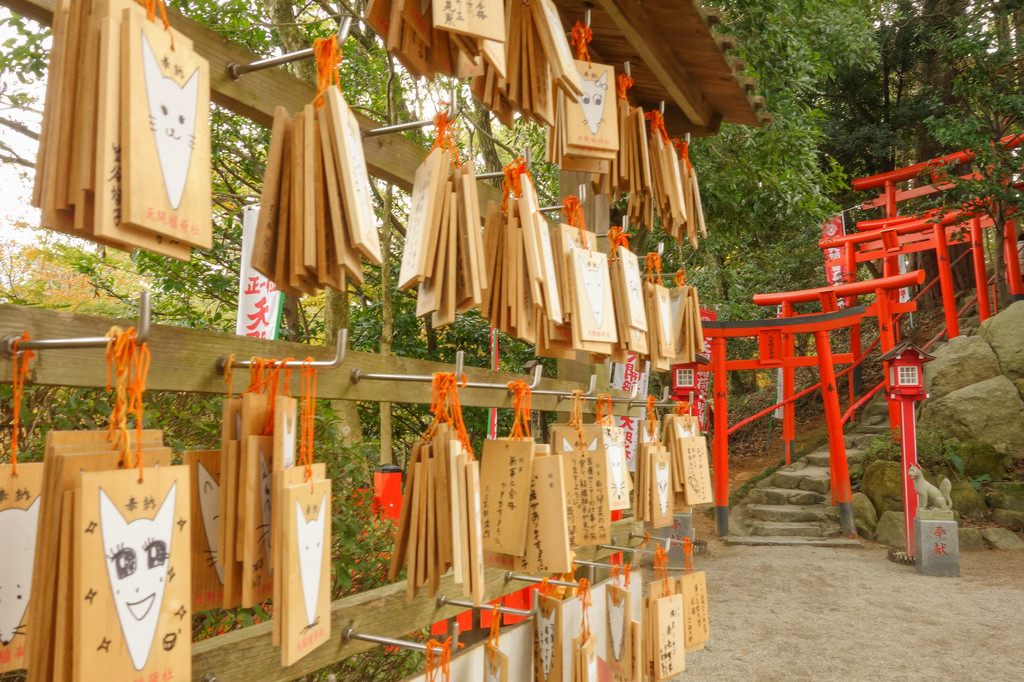 乘风破浪去霓虹~~(邮轮&日本福冈全攻略,皇家加勒比量子号福冈5天4晚)