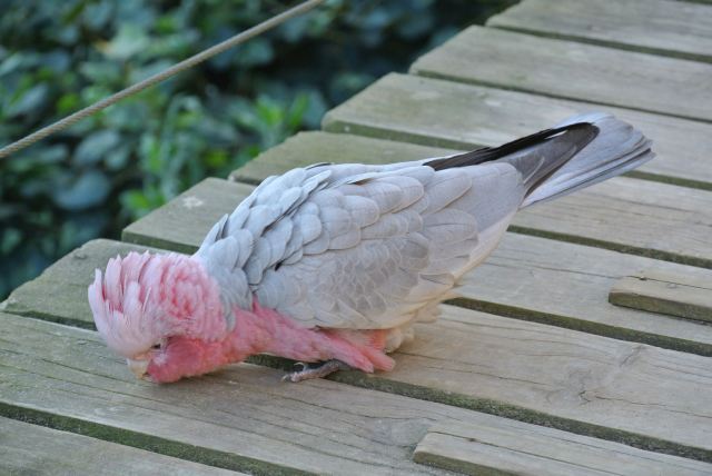 玫瑰葵花鹦鹉(galah cockatoo)