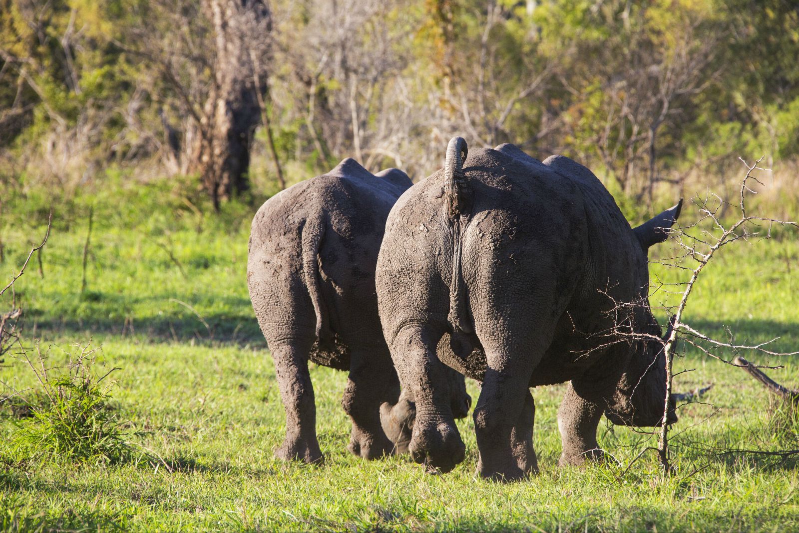 围观了好一会儿后,右边的犀牛稍有紧张卷起了尾巴,带着同伴慢悠悠的
