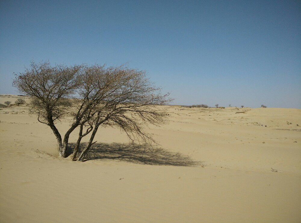 草甘沙漠