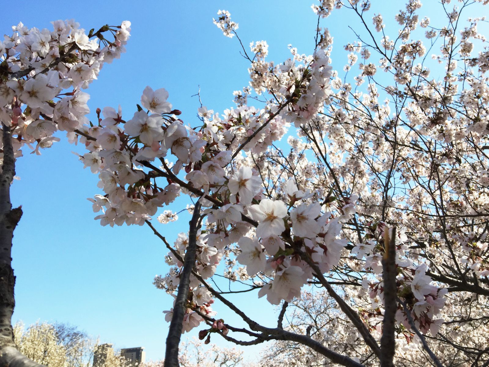 龍王塘櫻花園,大連