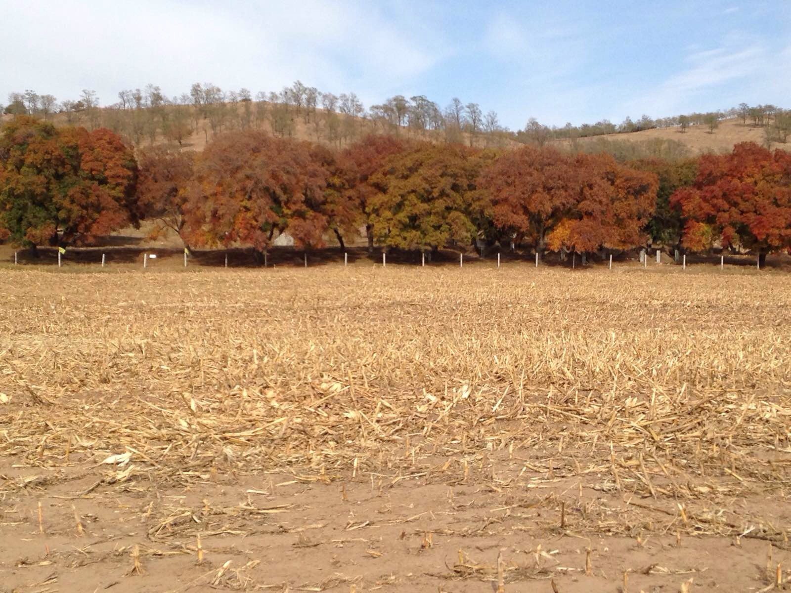 秋日赏枫之旅法库叶茂台 千年古枫林