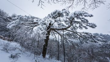安徽省黄山市——黄山风景区——黑虎松