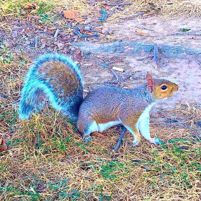 这里的松鼠一点都不怕人,任凭你拍照,看它这萌萌的模样,毛茸茸的大