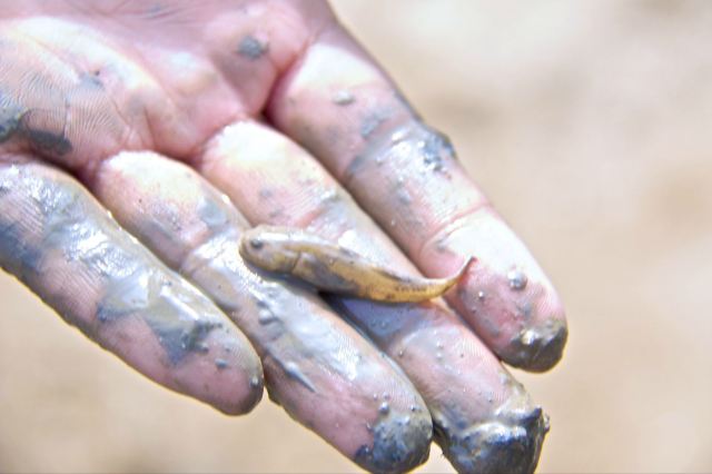 到三步远,再走就到膝盖附近了,所以还是拍不到螃蟹,还是去抓跳跳鱼吧