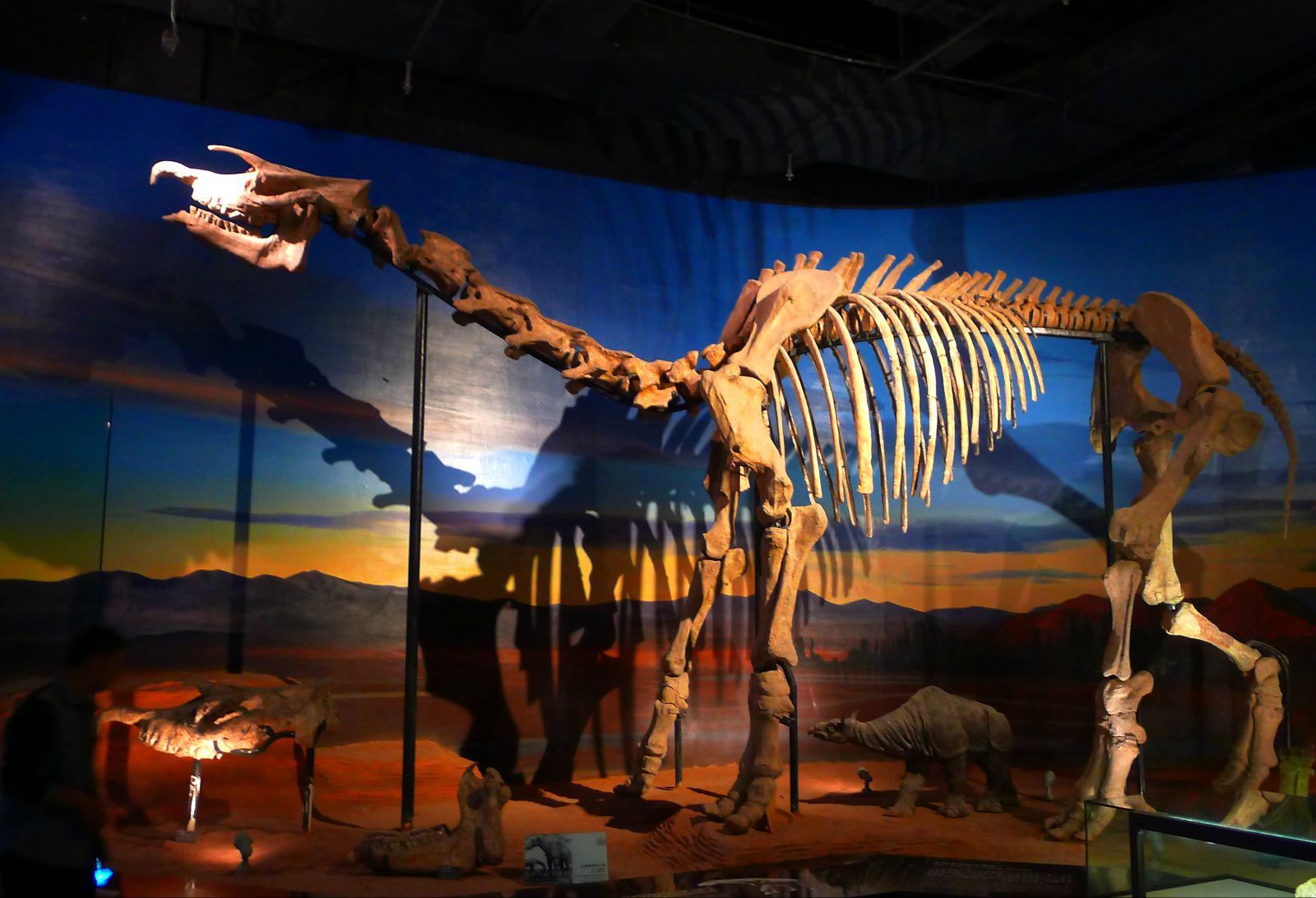 吐鲁番博物馆巨犀化石图片