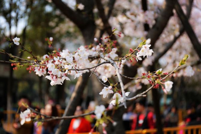 这个春天,一起相约顾村公园看樱花