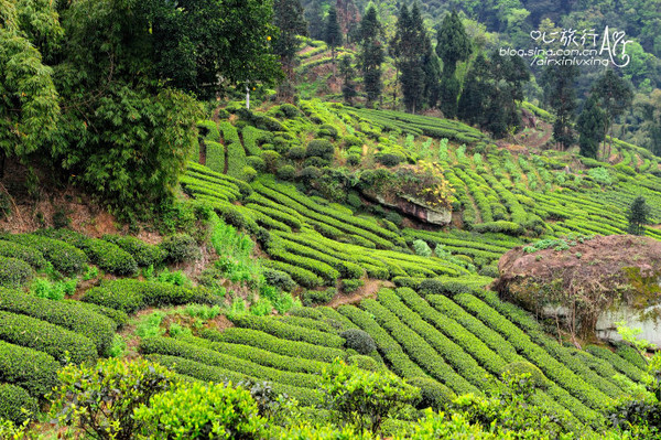 【四川】花楸山 世外茶园 - 邛崃游记攻略【携程攻略】