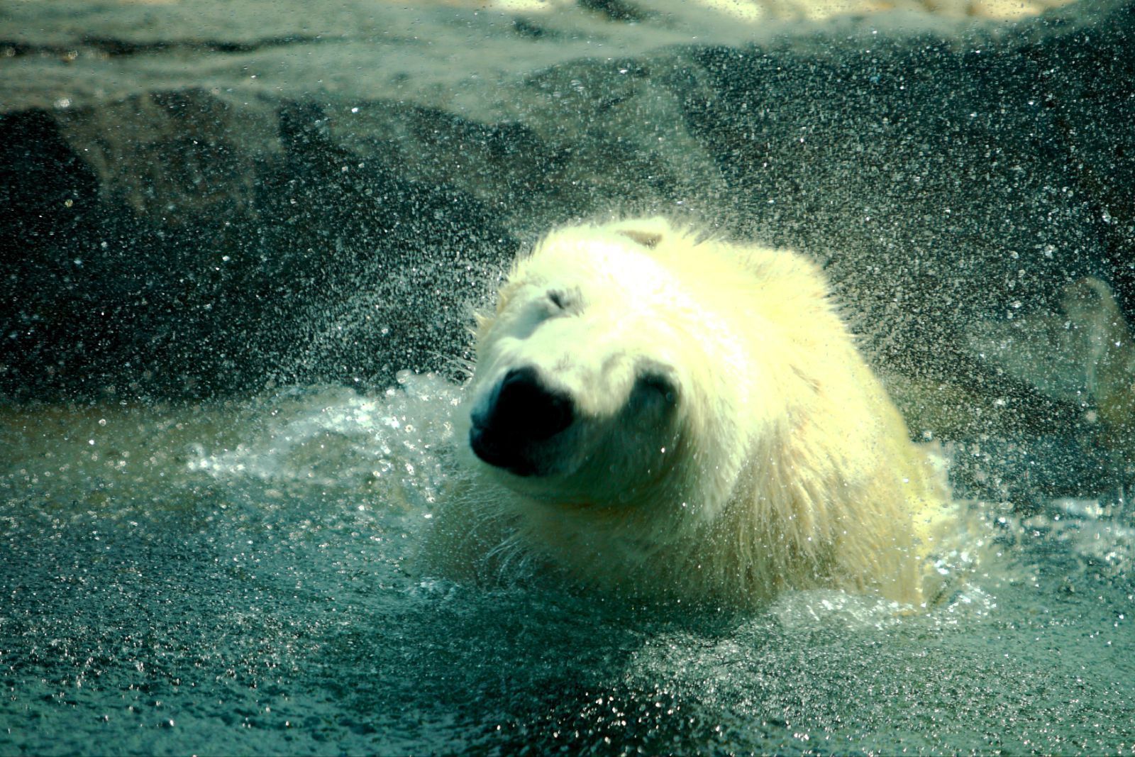 维也纳是大陆性气候!  但是!  这里竟然有北极熊!  还有企鹅!