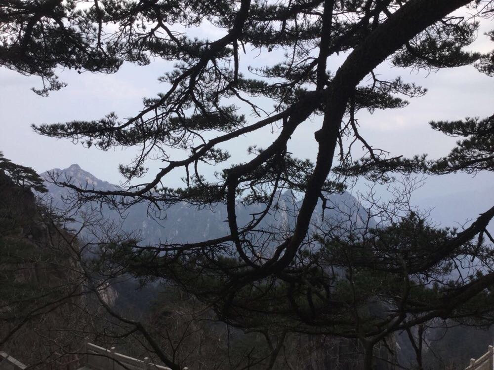 双龙松,相册,描写(第3页)_大山谷图库
