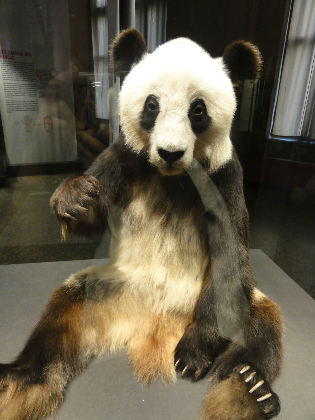 熊猫标本 柏林