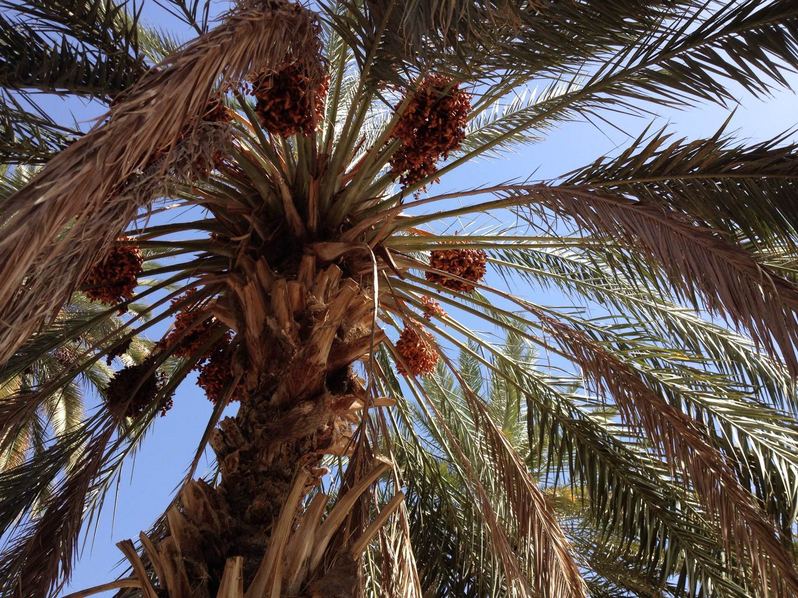 风情地中海-突尼斯游记 - 托泽尔游记攻略【携程攻略】