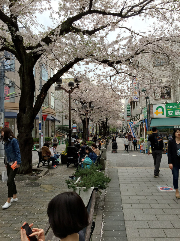 日本东京樱花祭