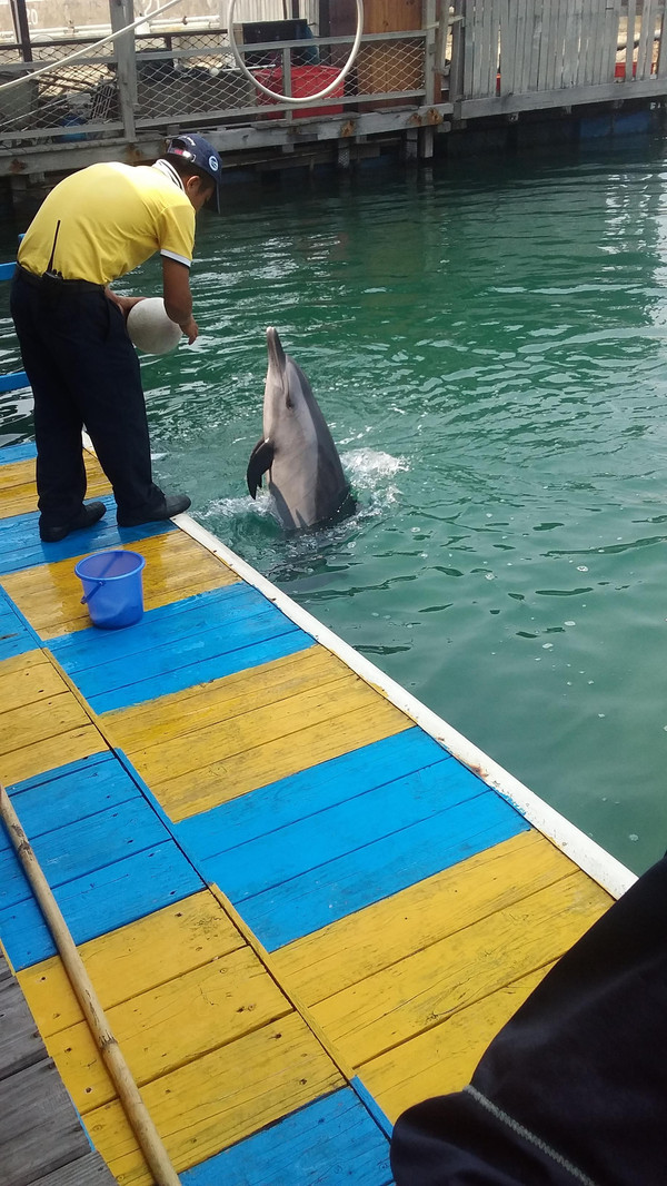 训练员正在训练海豚