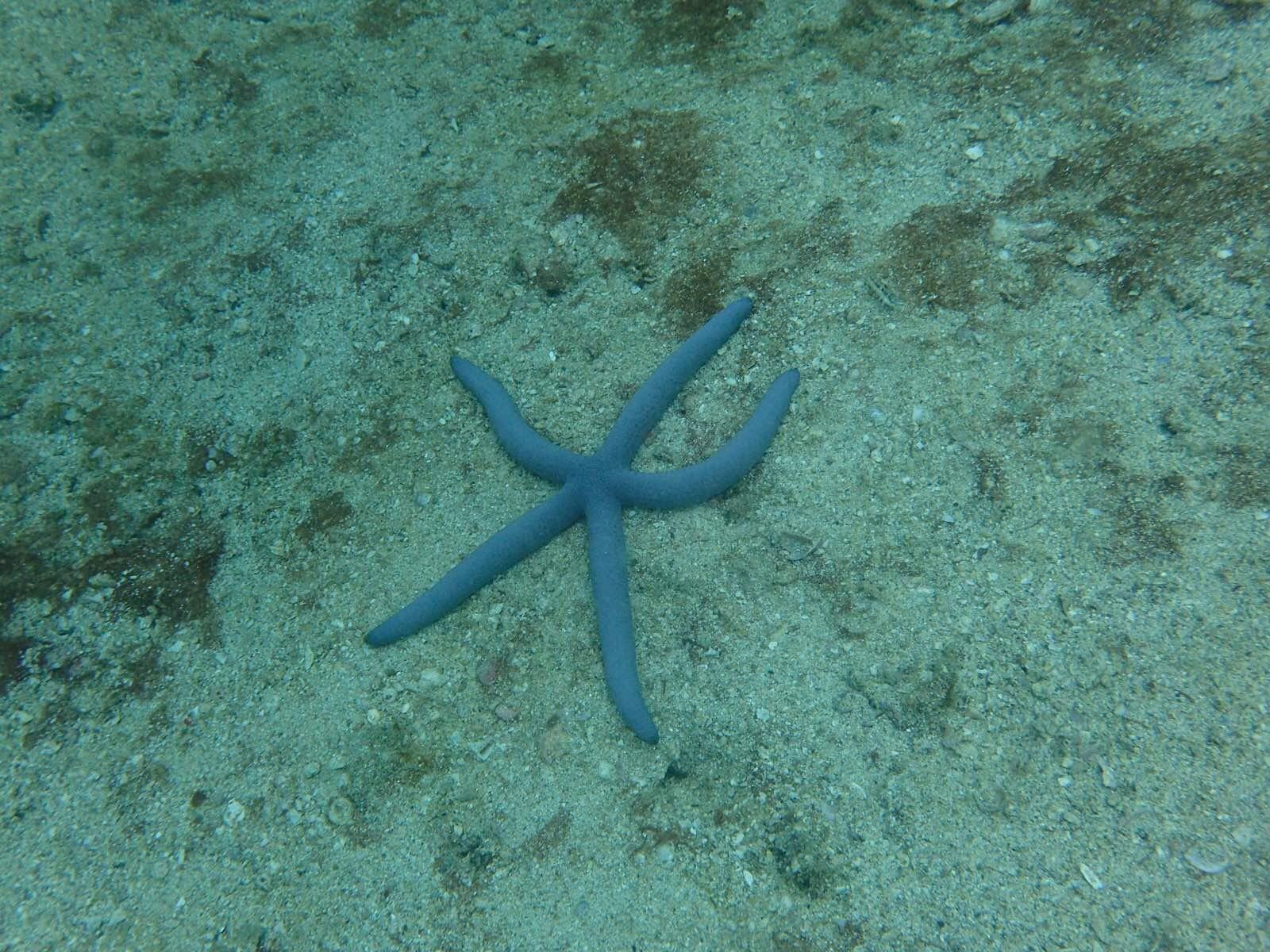 一只很逗的海星躺在水底 普吉岛