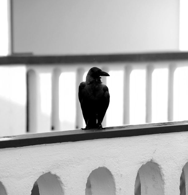 发现去感受真实的sri lanka~~   对sri lanka的印象: 随处可见的乌鸦