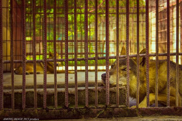 人类把动物关在笼子里,让人们观赏,那么在千万年后,会不会有外星人把