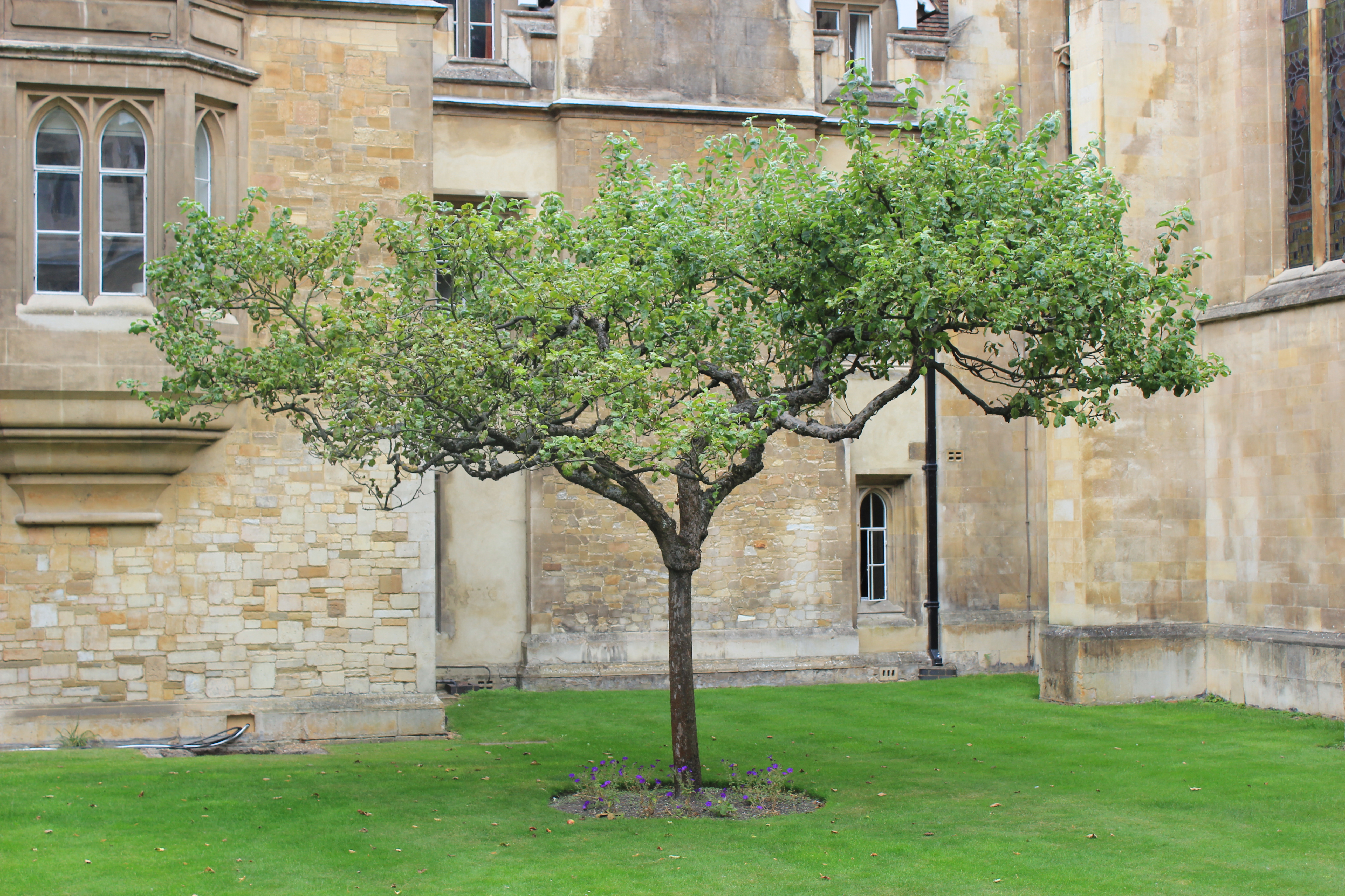 牛顿的苹果树 剑桥大学