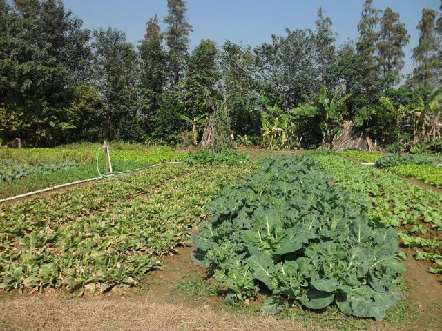 【随手拍】"食顺德菜,赏乡村风"——游走百丈园