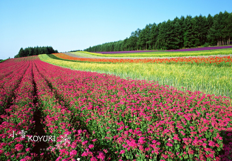 浪漫花之海感动无极限 二 北海道花海之富良野的富田农场 北海道游记攻略 携程攻略