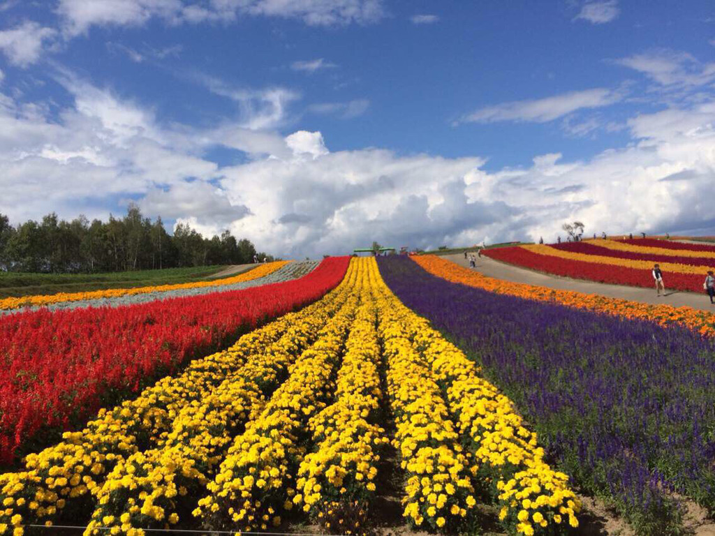        像彩虹一样的花田一道一道