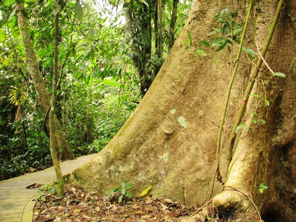 热带植物园里奇特的巨型绞杀树和板根---风情云南游(8)