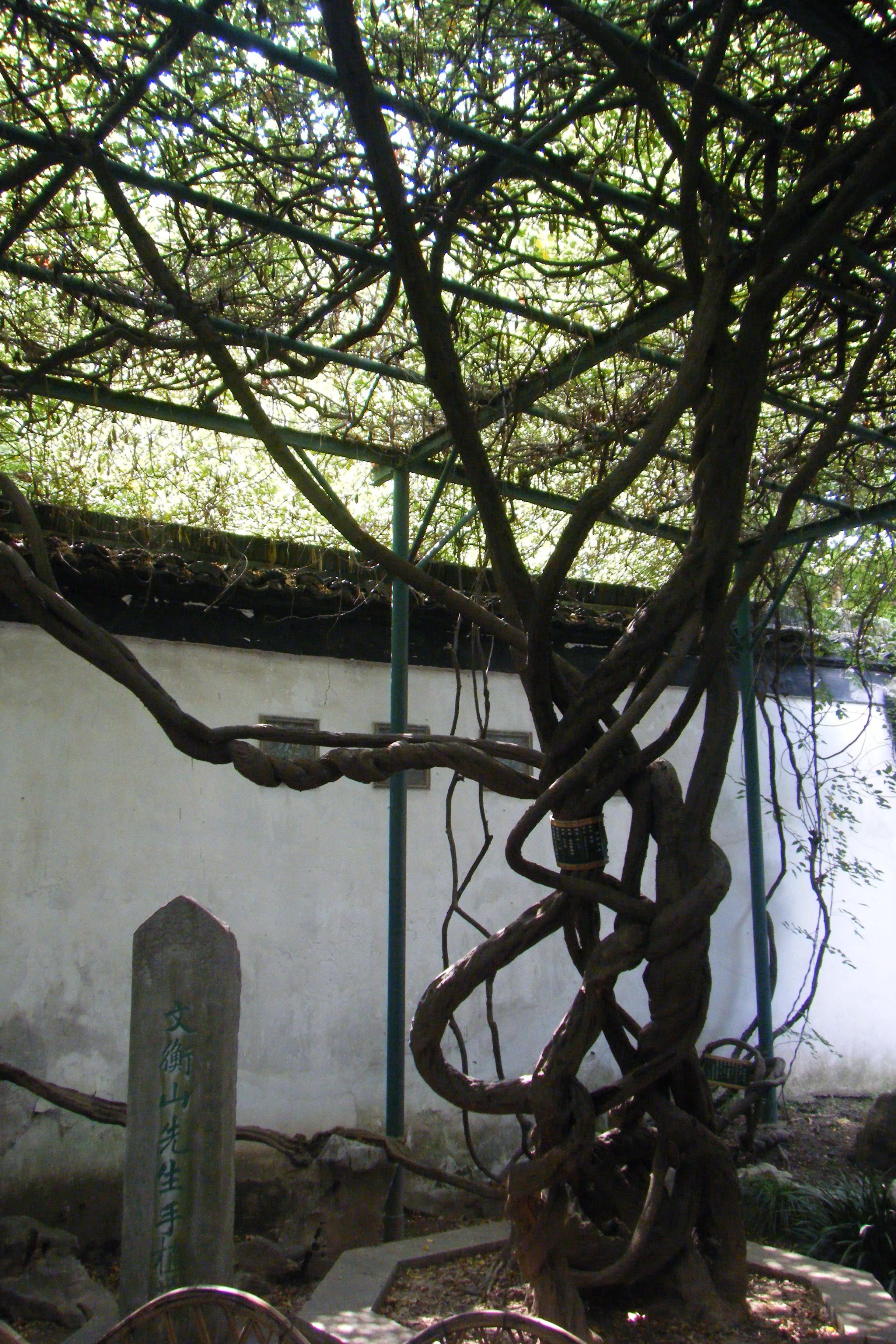 苏州博物馆旁忠王府里面传文征明亲手栽的紫藤. 苏州博物馆