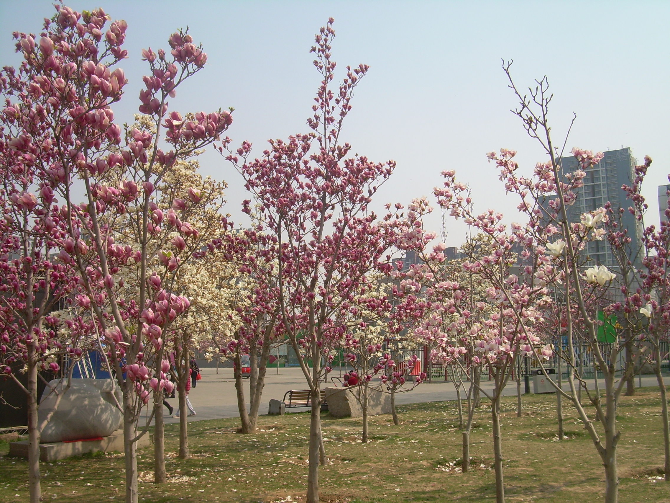 玉兰花苑(玉兰花苑二手房)