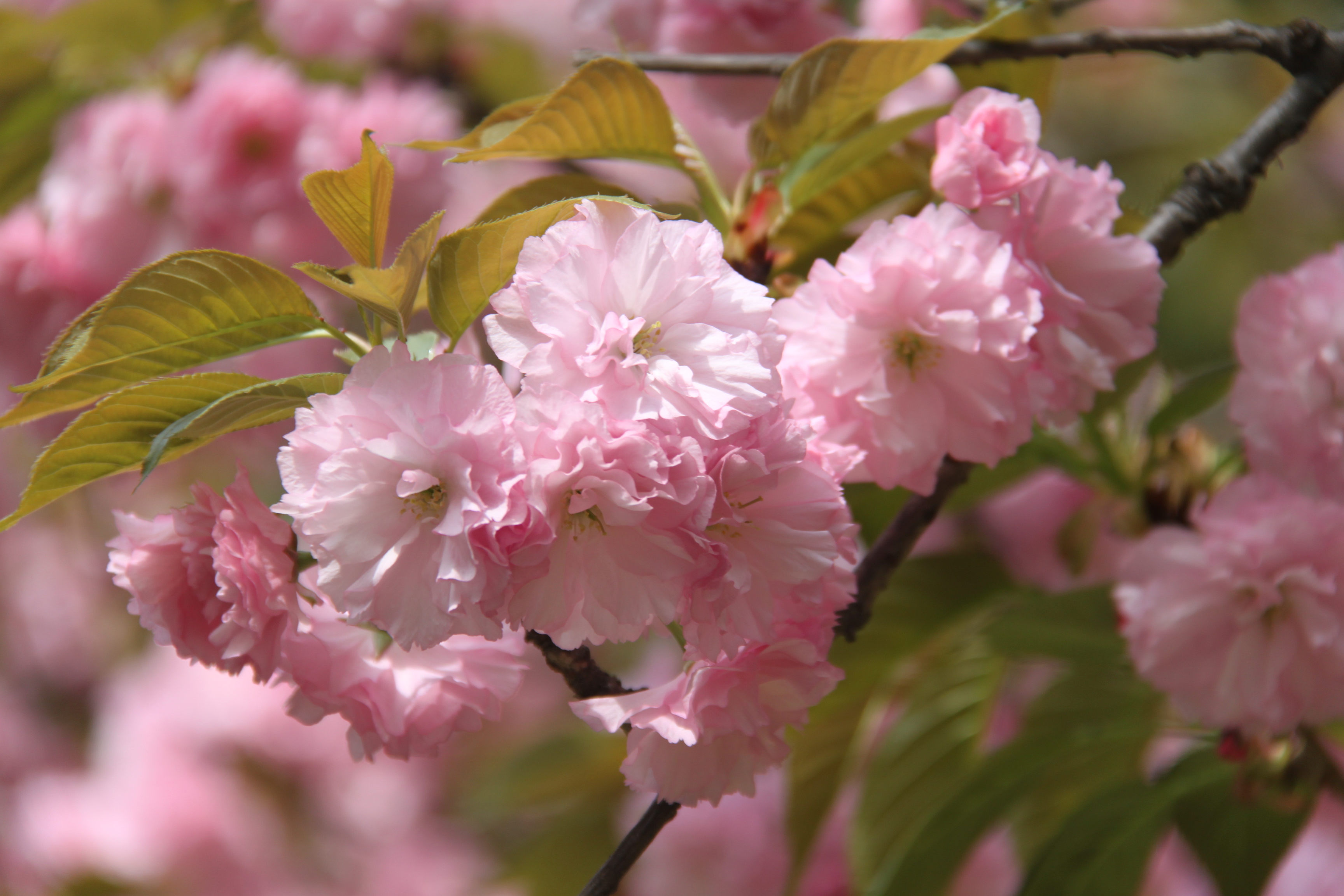 一夜春风来,万树樱花开(武汉赏樱记)