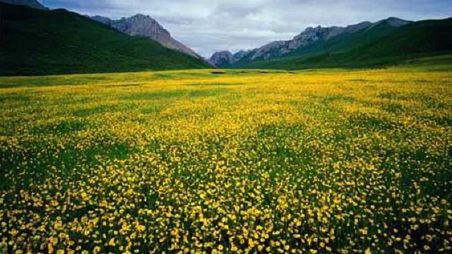 吉祥花滩门票,甘南吉祥花滩攻略/地址/图片/门票价格【携程攻略】