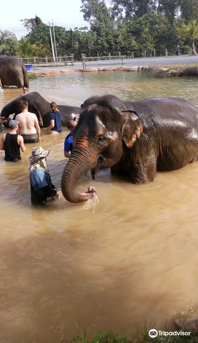 泰国普吉丛林大象保护区 Elephant Jungle Sanctuary Phuket